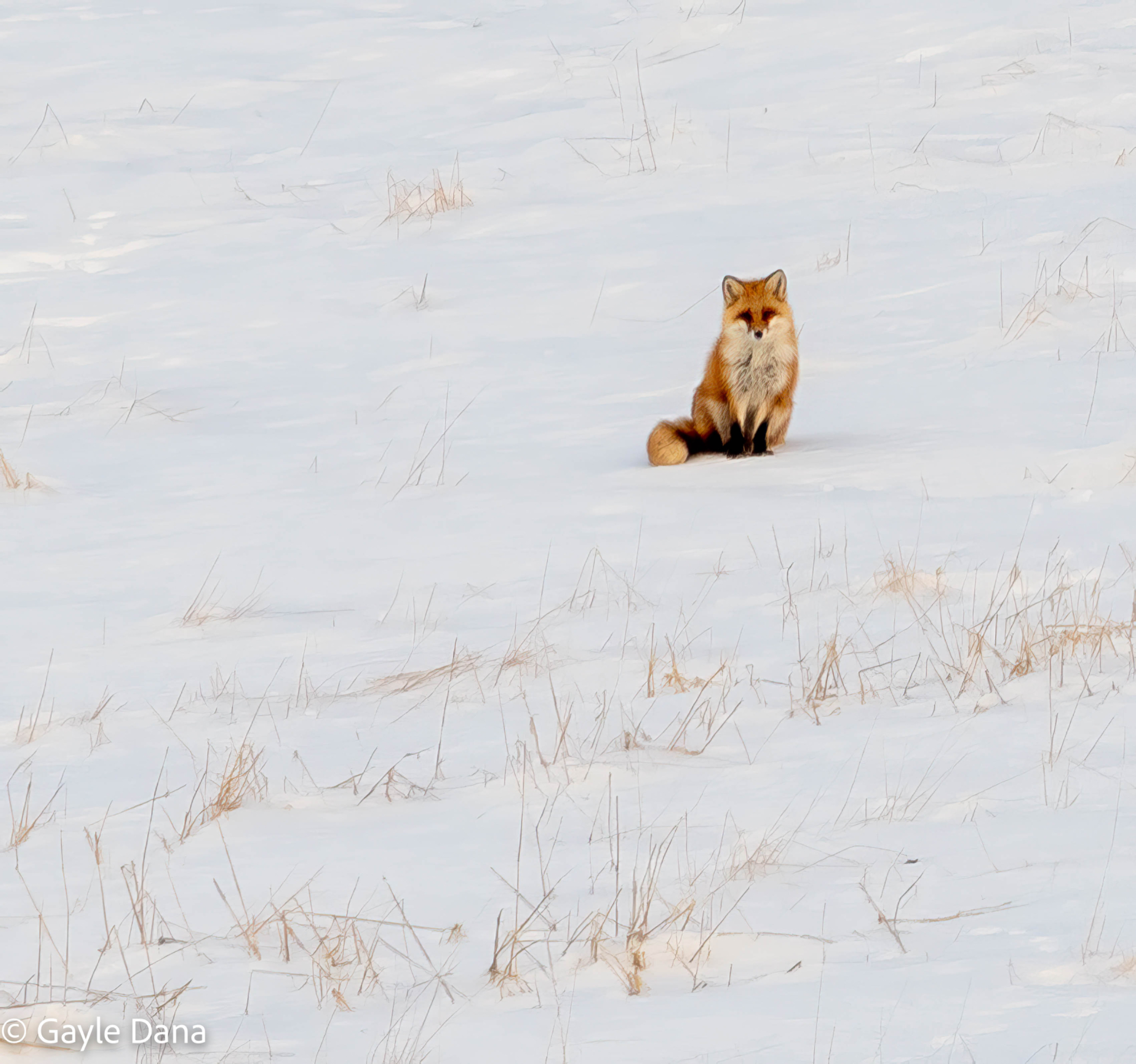 Fox sitting